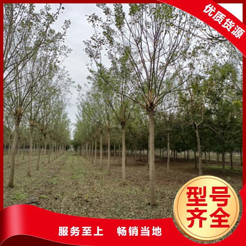 【法桐】金叶复叶槭生产加工