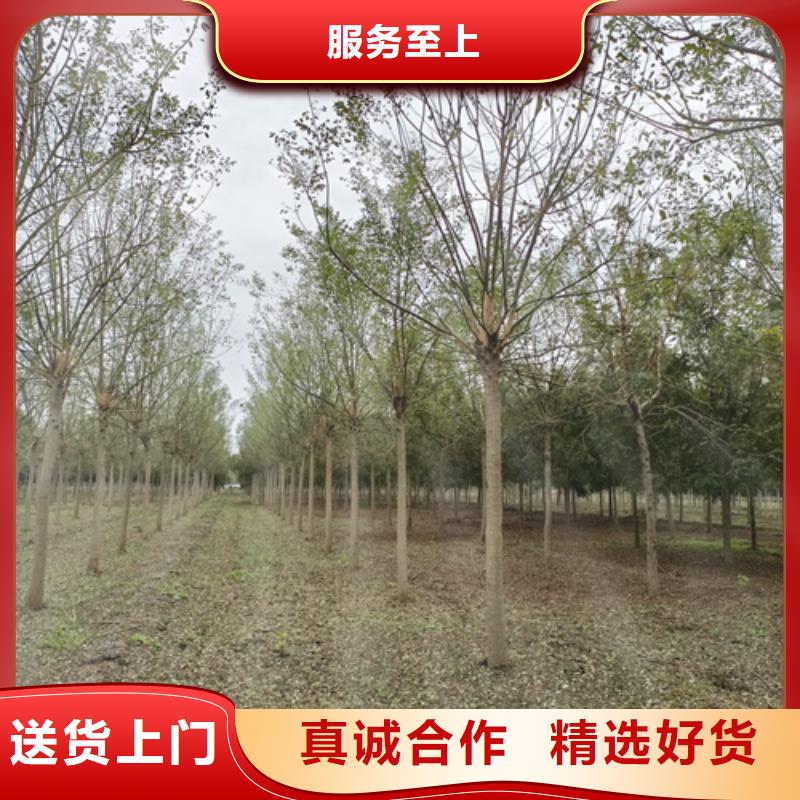 法桐金叶白蜡为品质而生产