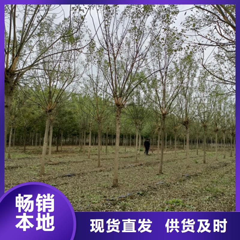 法桐截杆发帽厂家案例