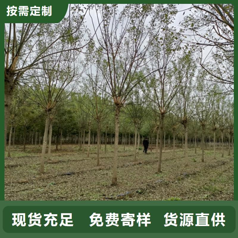 法桐黄金槐品质保证实力见证