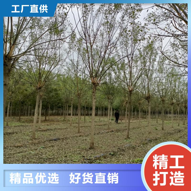 法桐五角枫全新升级品质保障
