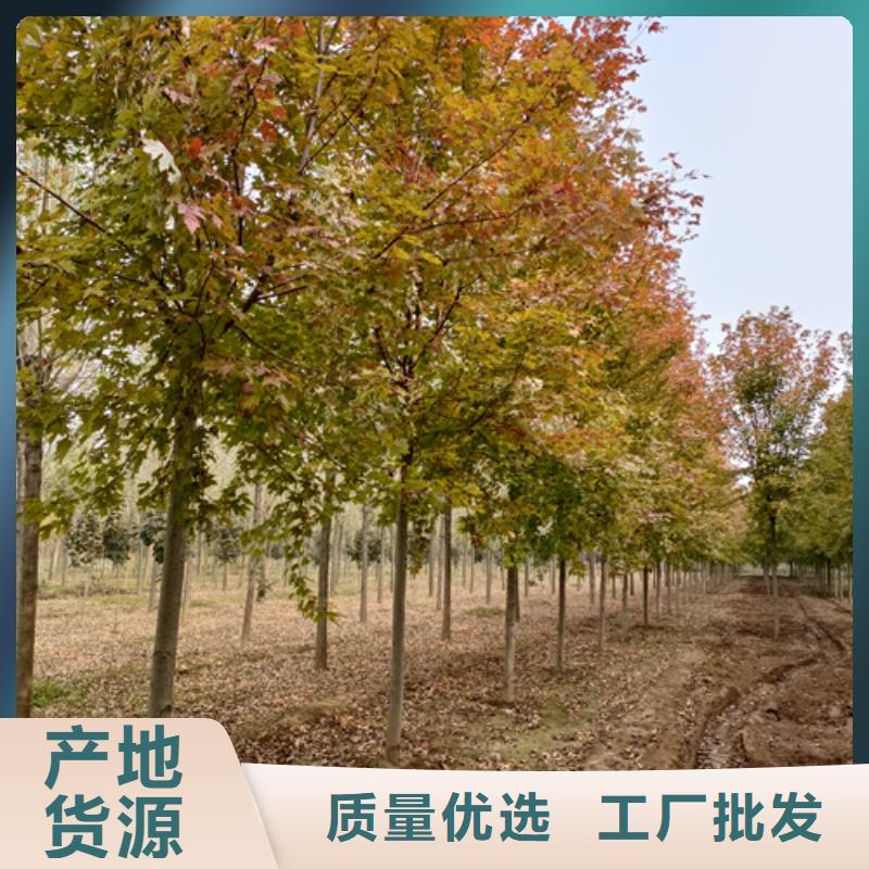 法桐原生冠法桐供应商