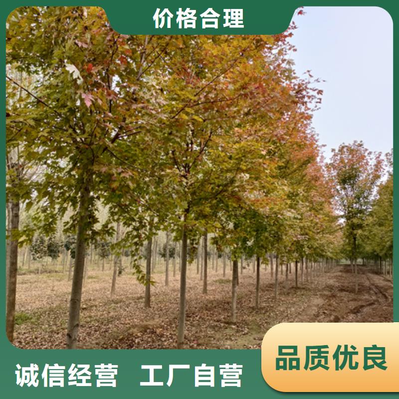 法桐炫丽海棠用品质赢得客户信赖