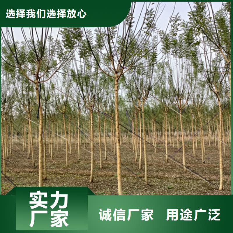 法桐美国红枫精工打造