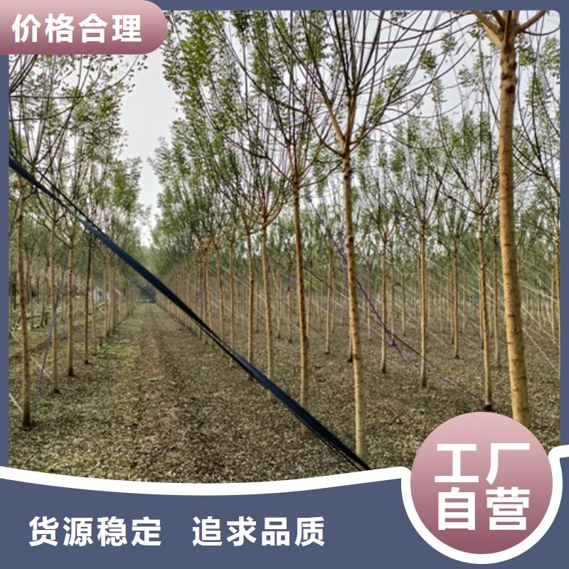 【法桐_金叶白蜡产品细节】