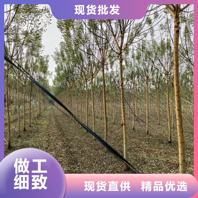法桐国槐库存丰富