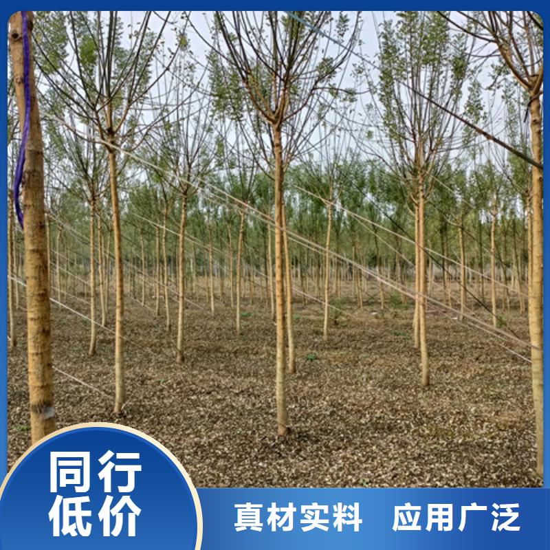 法桐【美国红枫】严格把关质量放心