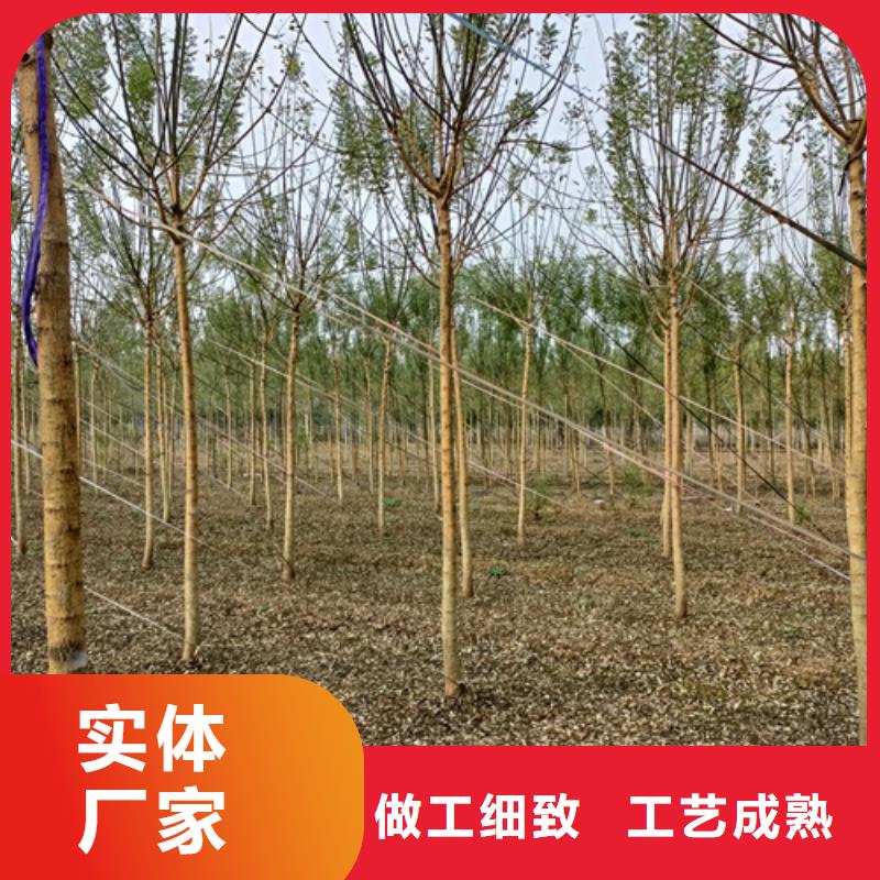 法桐截杆发帽对质量负责