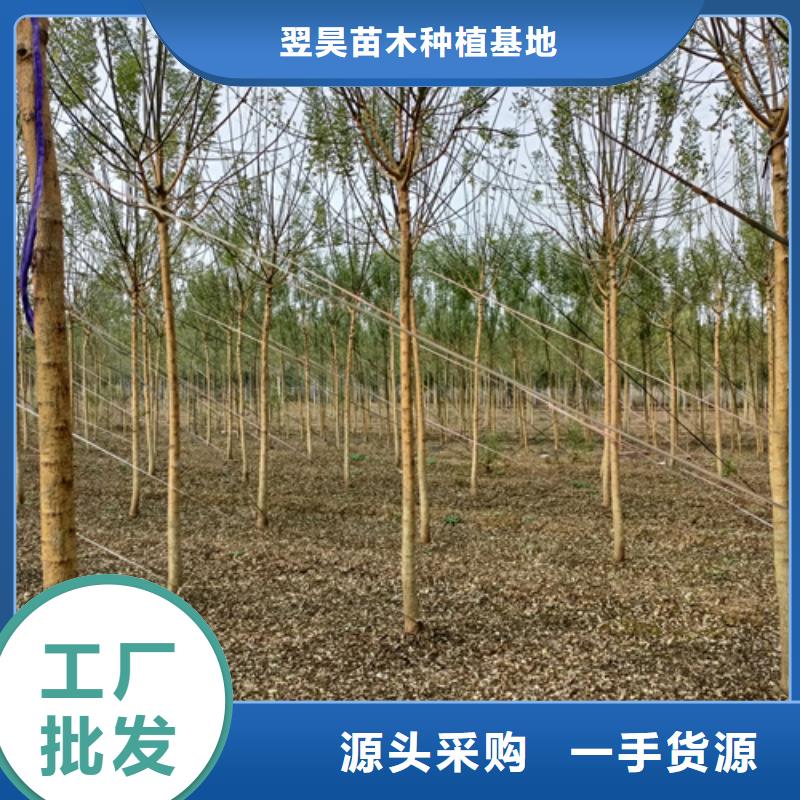 【法桐-垂丝海棠品质优选】