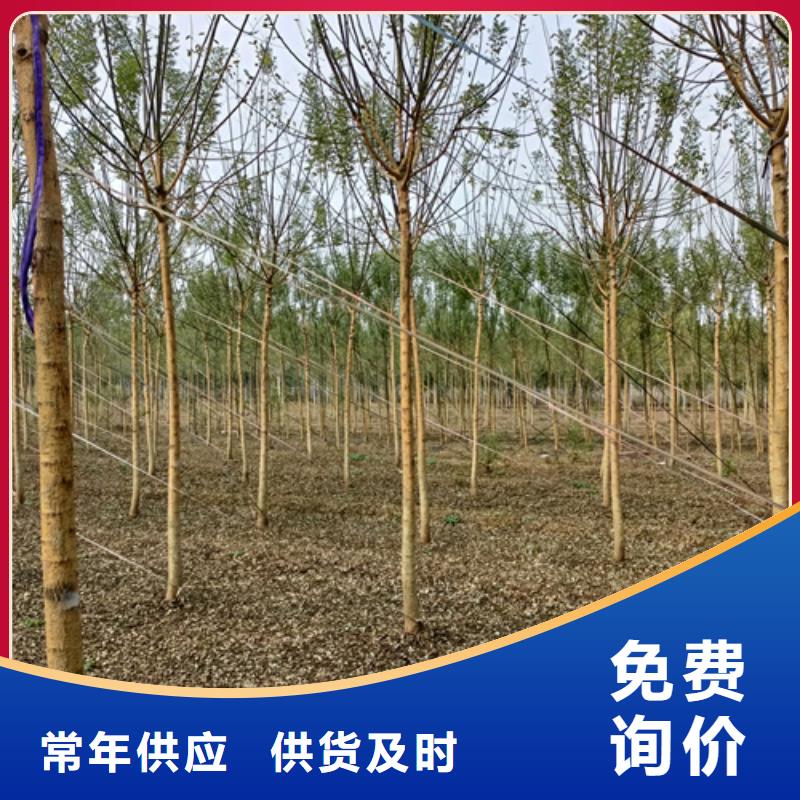 【法桐黄金槐质量为本】