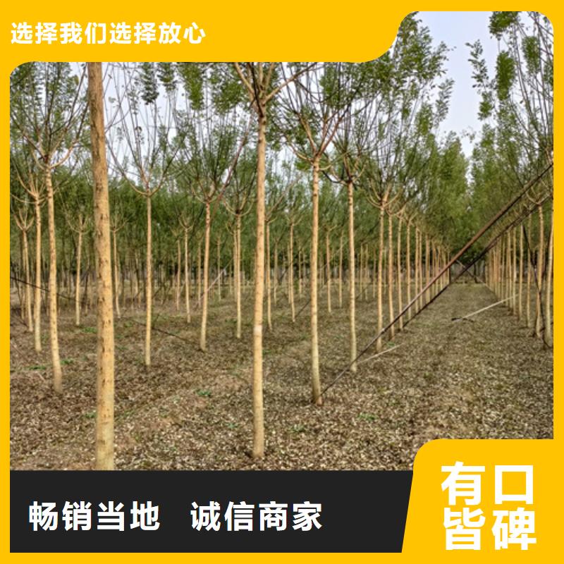 法桐秋紫白蜡工厂批发