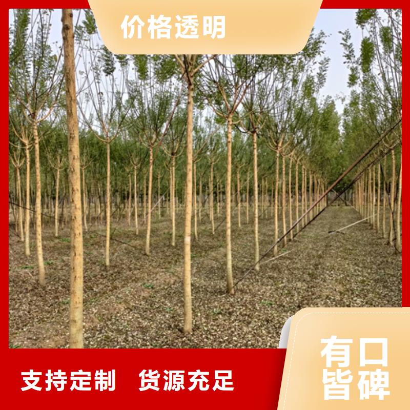 法桐,原生冠法桐一站式厂家