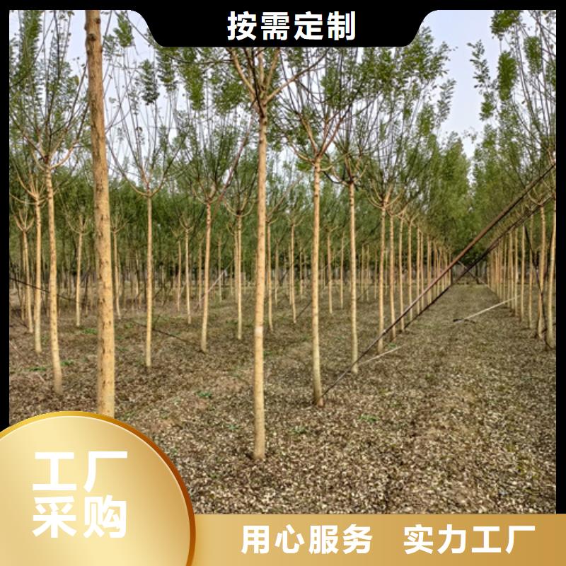 【法桐】金叶槐生产厂家