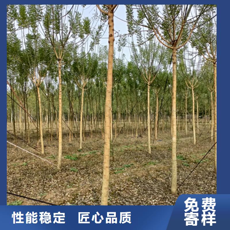 法桐五角枫质检合格发货