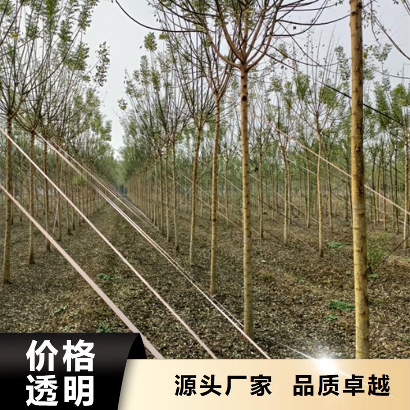 【法桐】_五角枫出厂价