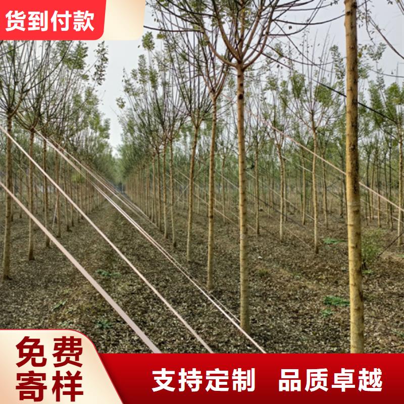 法桐炫丽海棠用品质赢得客户信赖