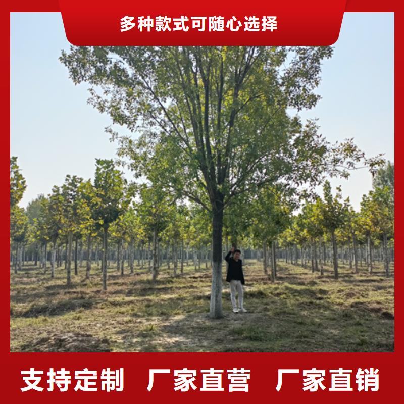 法桐-白蜡厂家货源