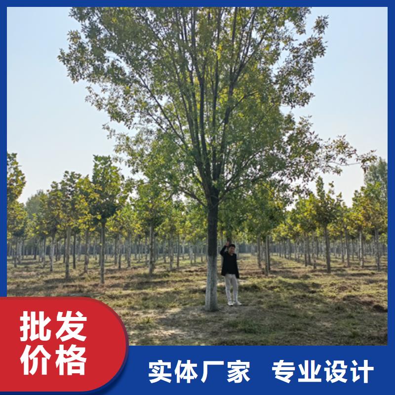 法桐服务至上