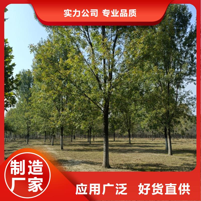 法桐原生冠法桐质优价廉
