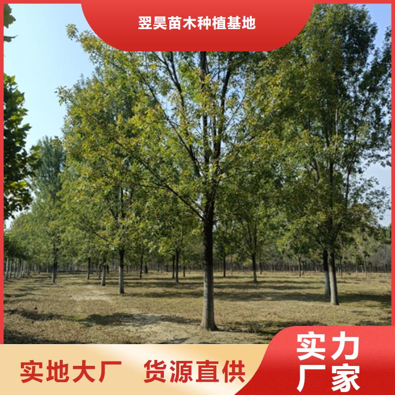 法桐_国槐保质保量