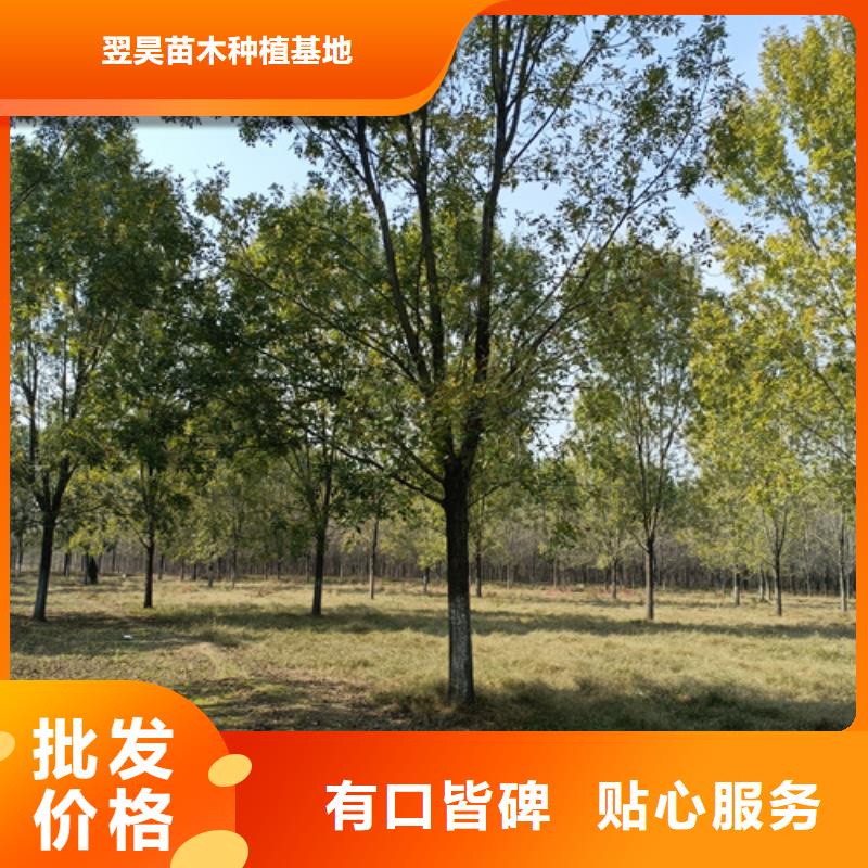 【法桐黄金槐畅销当地】