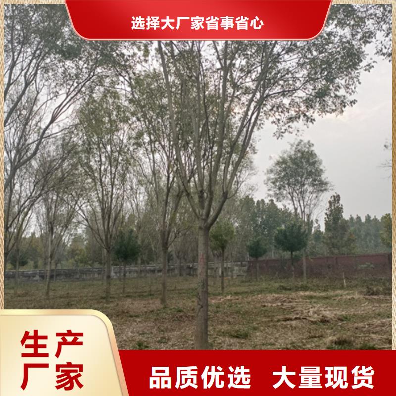 法桐垂丝海棠支持拿样