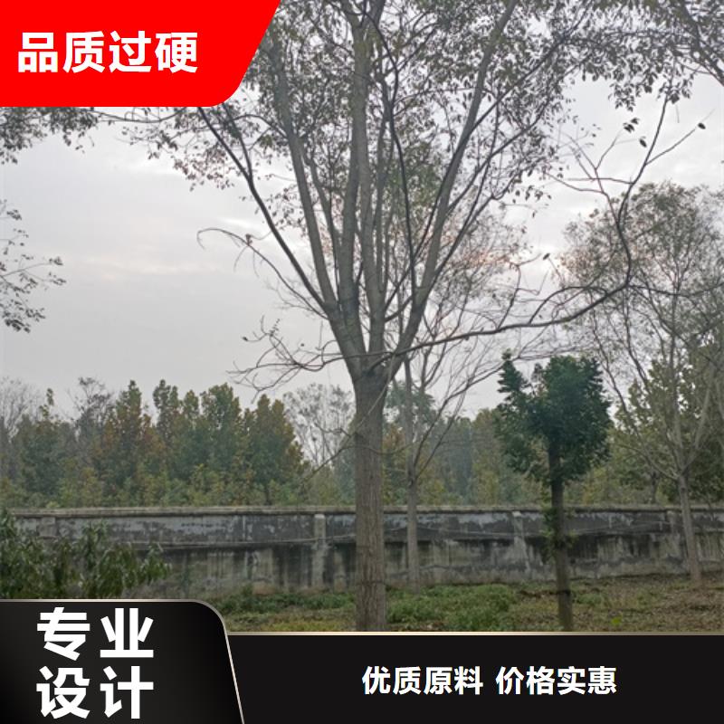 法桐炫丽海棠好产品好服务