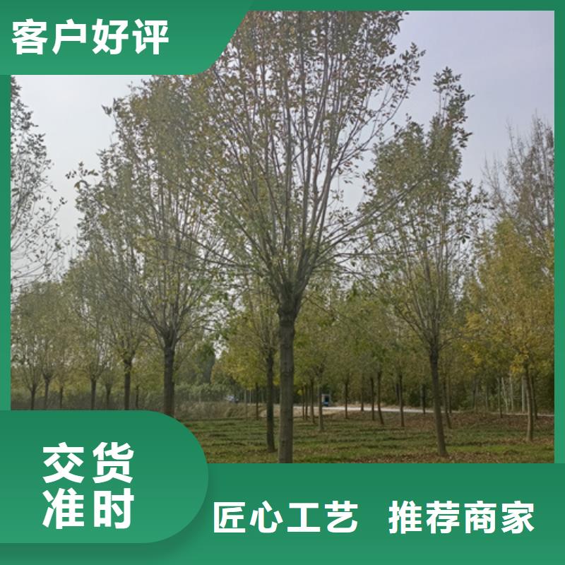 法桐樱花实力商家供货稳定