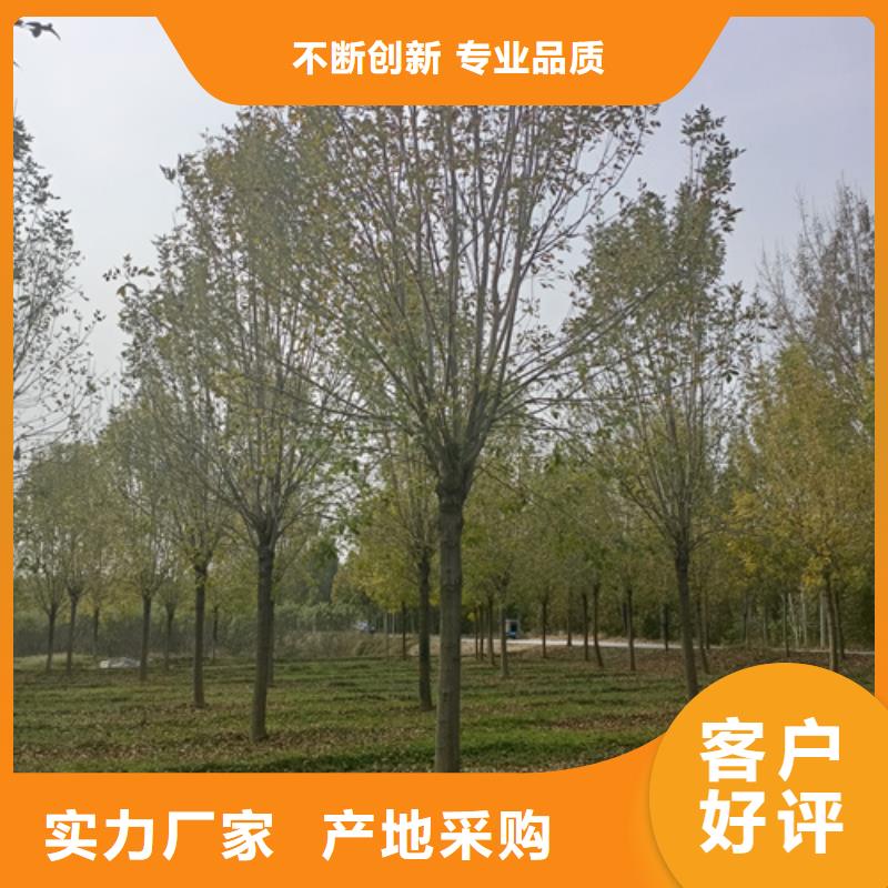 【法桐五角枫厂家技术完善】
