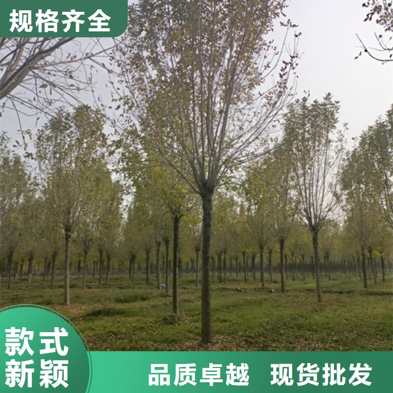 法桐截杆发帽诚信经营现货现发