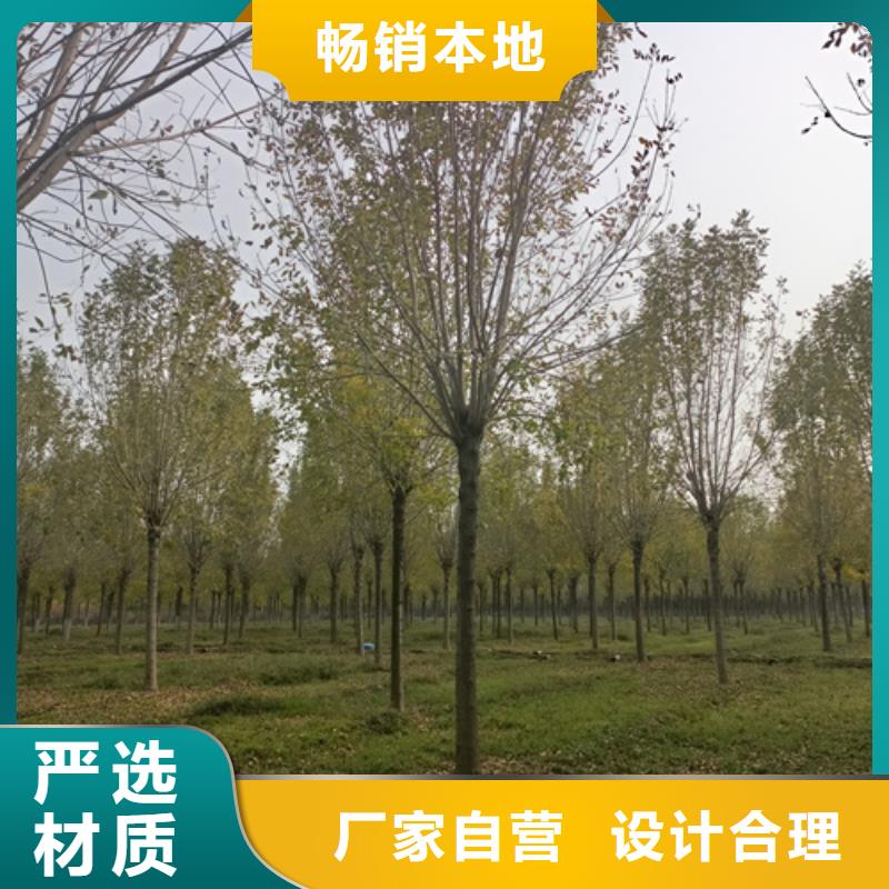 法桐白蜡当地货源