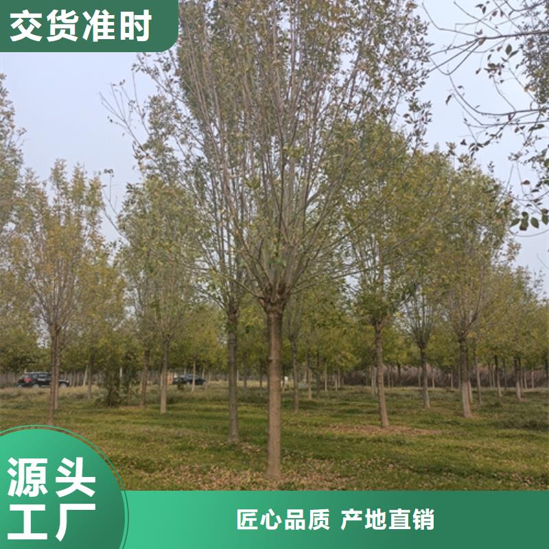 法桐-白蜡厂家货源