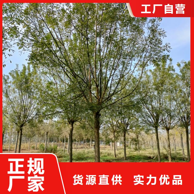 法桐原生冠法桐现货批发