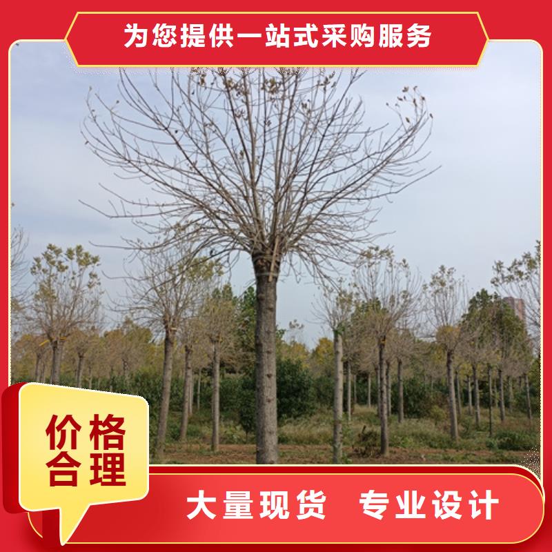 法桐五角枫质检合格发货