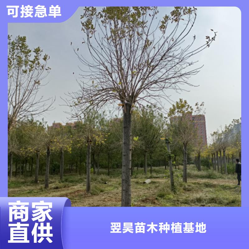法桐,截杆发帽好货采购