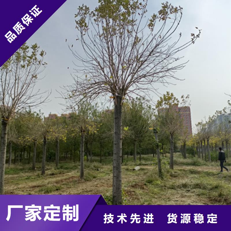 【法桐】美国红枫应用领域