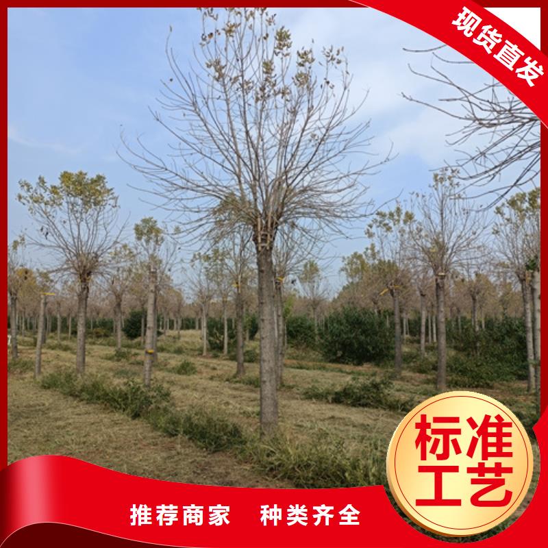 法桐型号全价格低