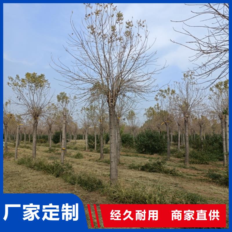 法桐美国红枫以质量求生存