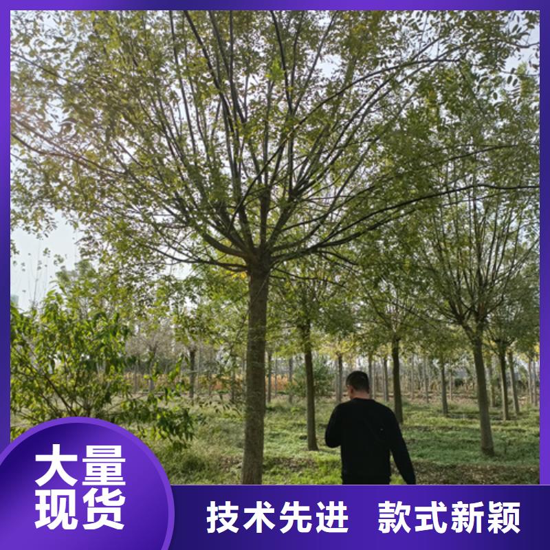 【法桐五角枫现货充裕】