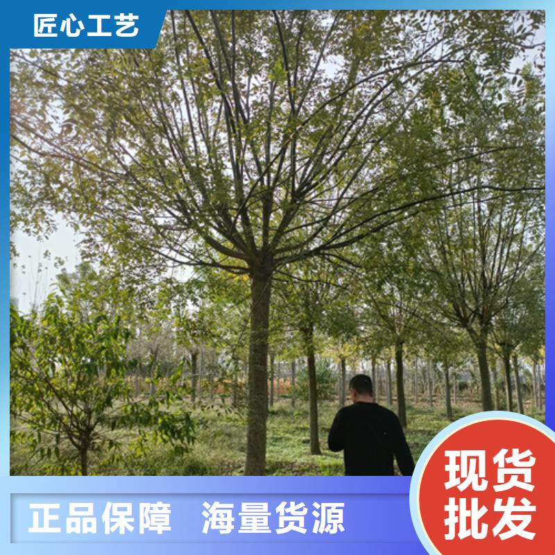 【法桐截杆发帽实力厂商】