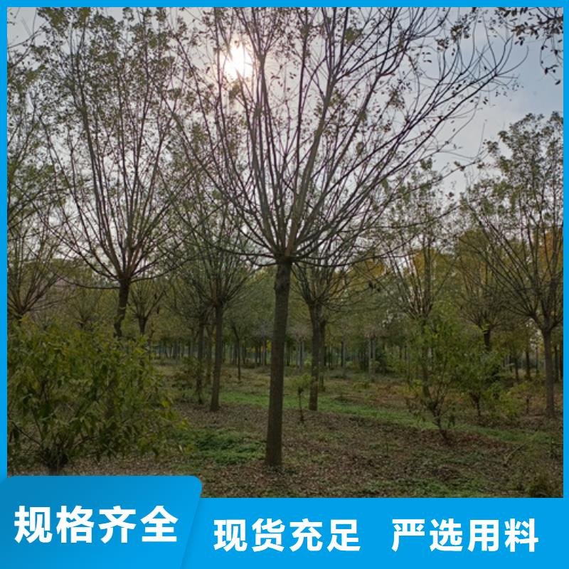 法桐【国槐】源厂直接供货