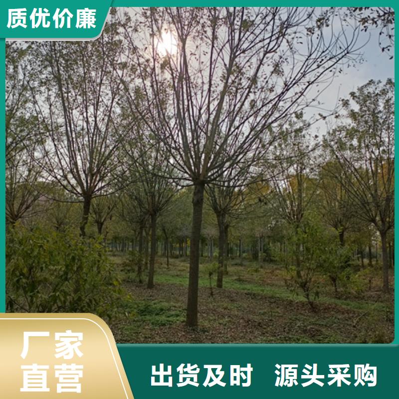 【法桐美国红枫厂家拥有先进的设备】