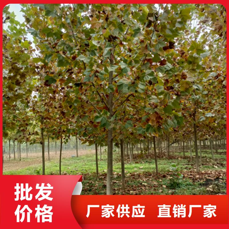 法桐垂丝海棠支持货到付清
