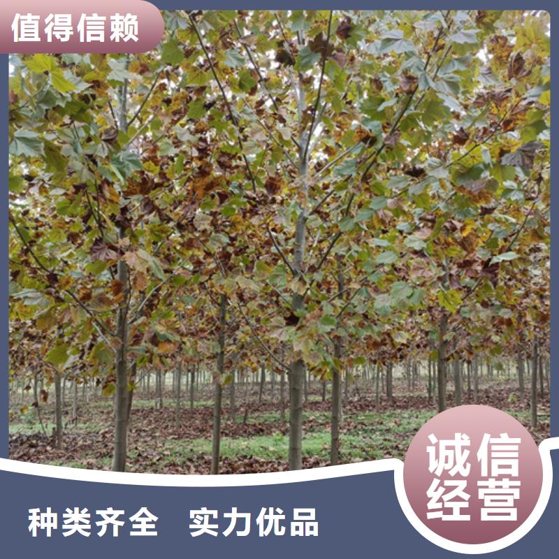 法桐一站式服务