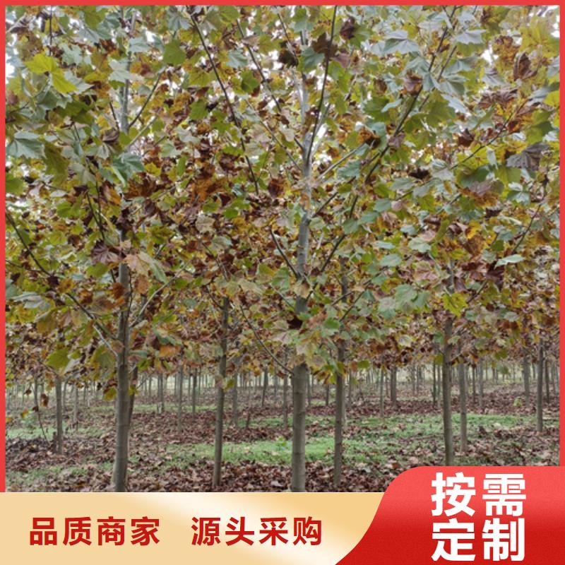 【法桐国槐海量现货】
