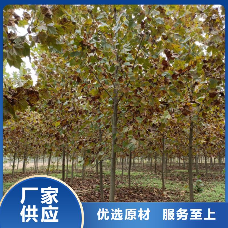 法桐【原生冠法桐】品质可靠