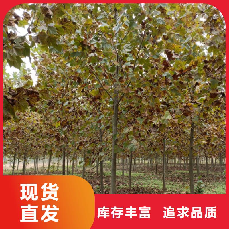法桐炫丽海棠用品质赢得客户信赖