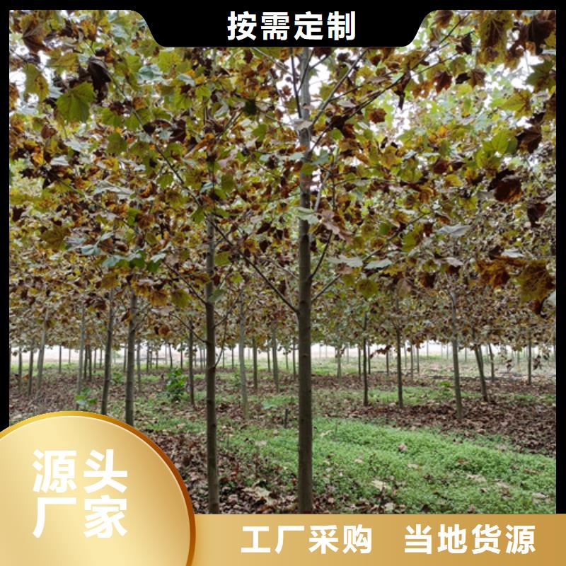 法桐原生冠法桐供应商
