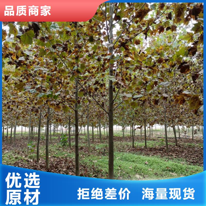 法桐美国红枫以质量求生存
