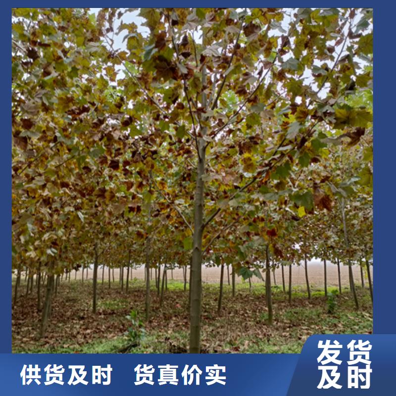 【法桐】-国槐匠心品质